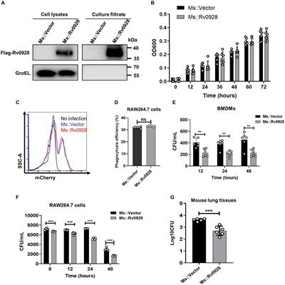 Mycobacterium tuberculosis Rv0928 protein facilitates macrophage control of mycobacterium infection by promoting mitochondrial intrinsic apoptosis and ROS-mediated inflammation